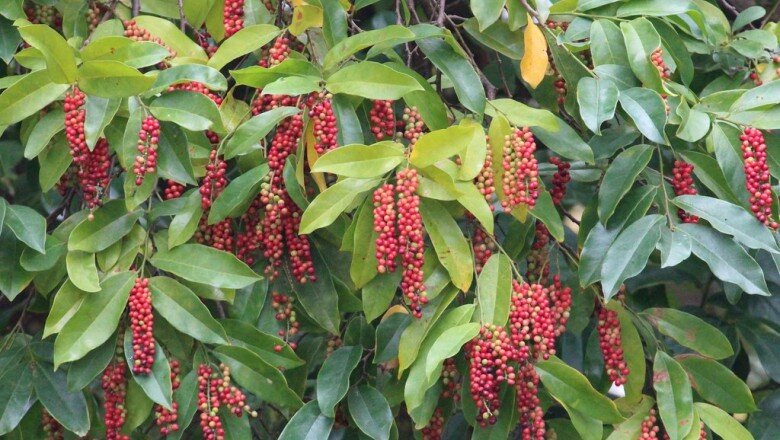Loại quả dại nay thành đặc sản giá 80.000 đồng/kg, trồng trong nhà giúp hút lộc, vào chậu làm bonsai giá tiền triệu - 7