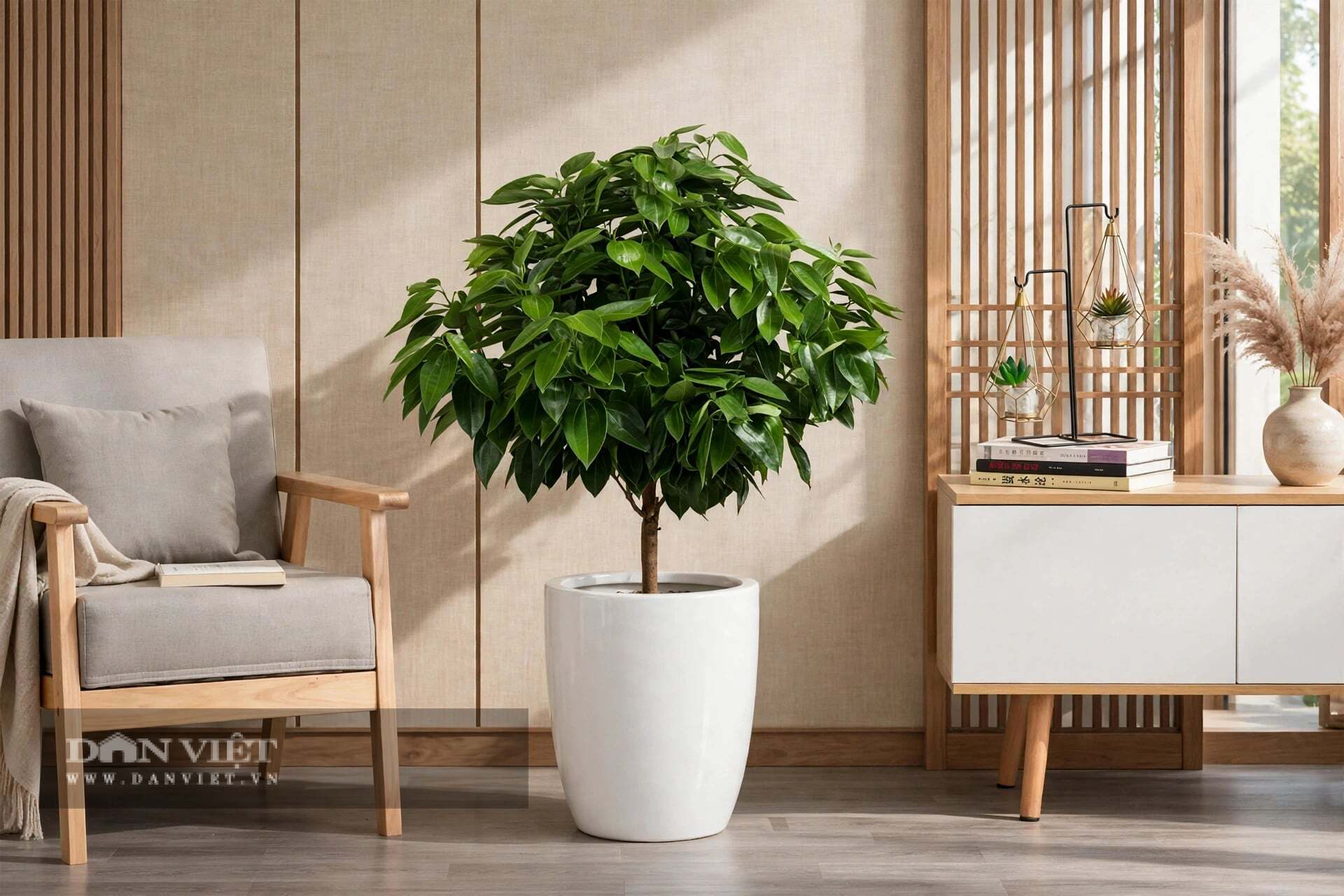 Thì cây cảnh bình an cũng vậy, nó là một máy sưởi phong thủy tự nhiên.