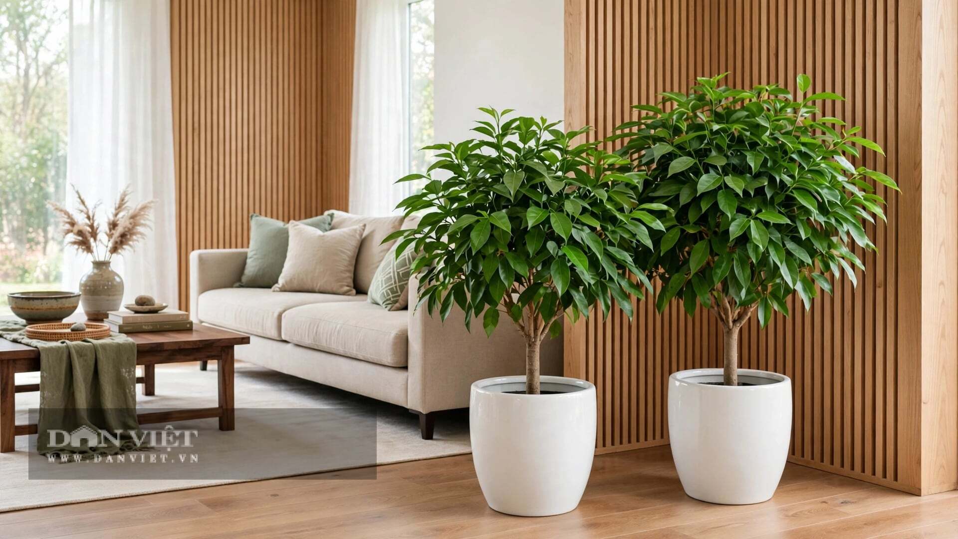 Cây cảnh bình an sợ nắng gắt.