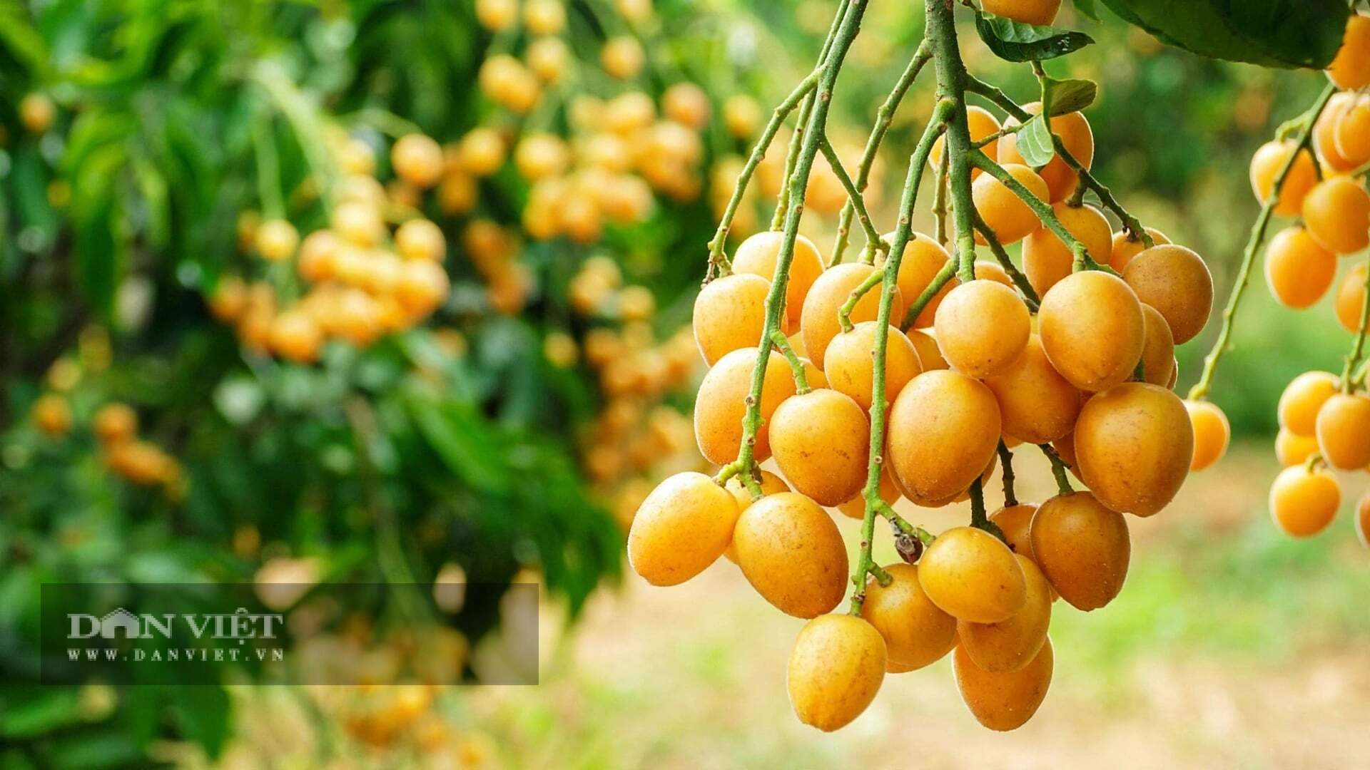 Vẻ đẹp của cây cảnh là vẻ đẹp của sự sung túc