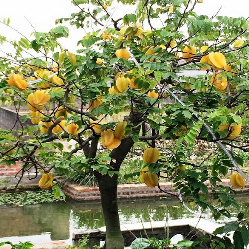 Theo phong thủy, trồng khế trong vườn mang ý nghĩa mong cầu sự gắn kết lâu dài, bền chặt giữa các thành viên, đồng thời thúc đẩy sự nghiệp phát triển ổn định, vượt qua mọi thử thách.