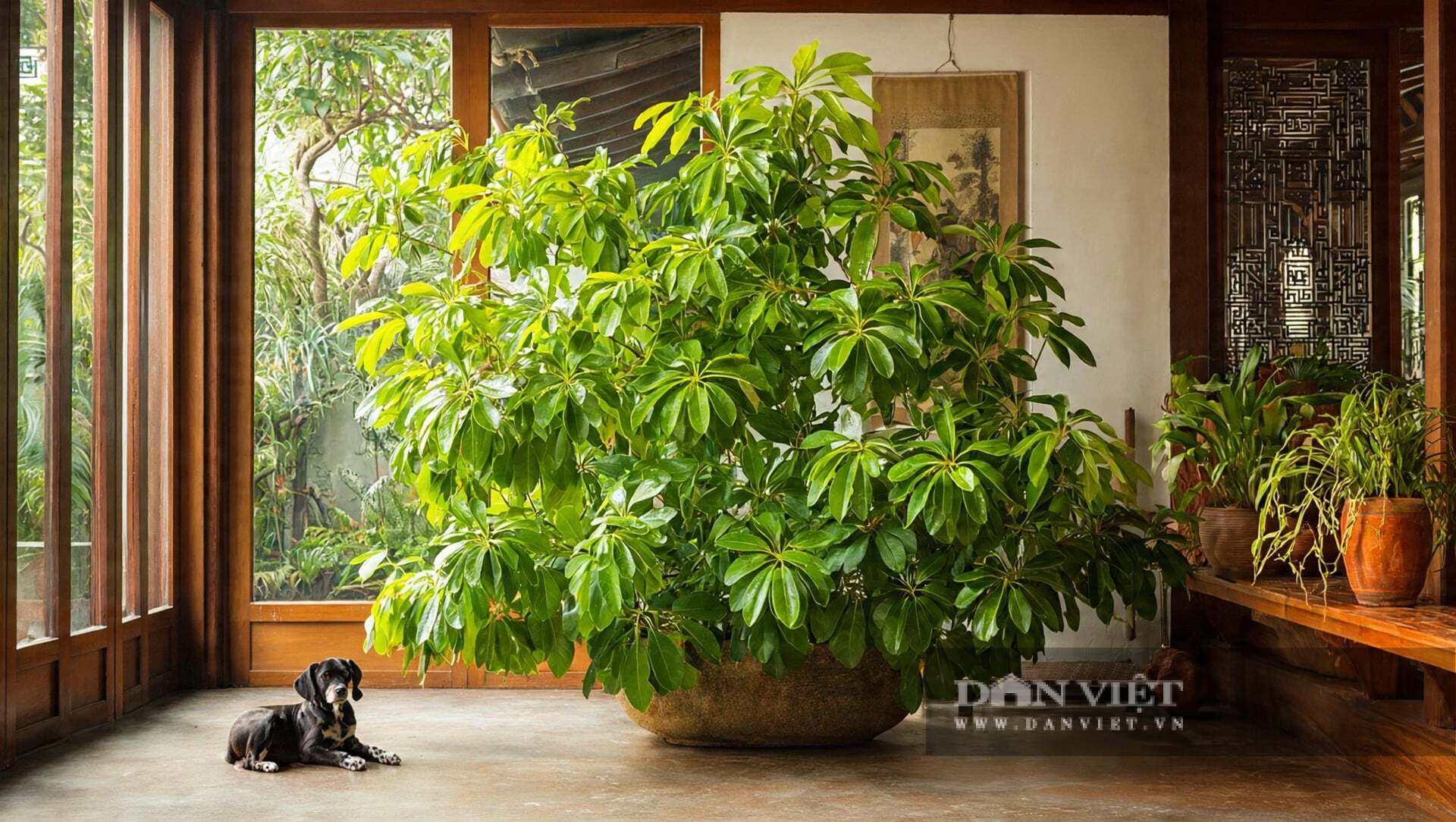Cây cảnh ngũ gia bì lại cực kỳ dễ sống