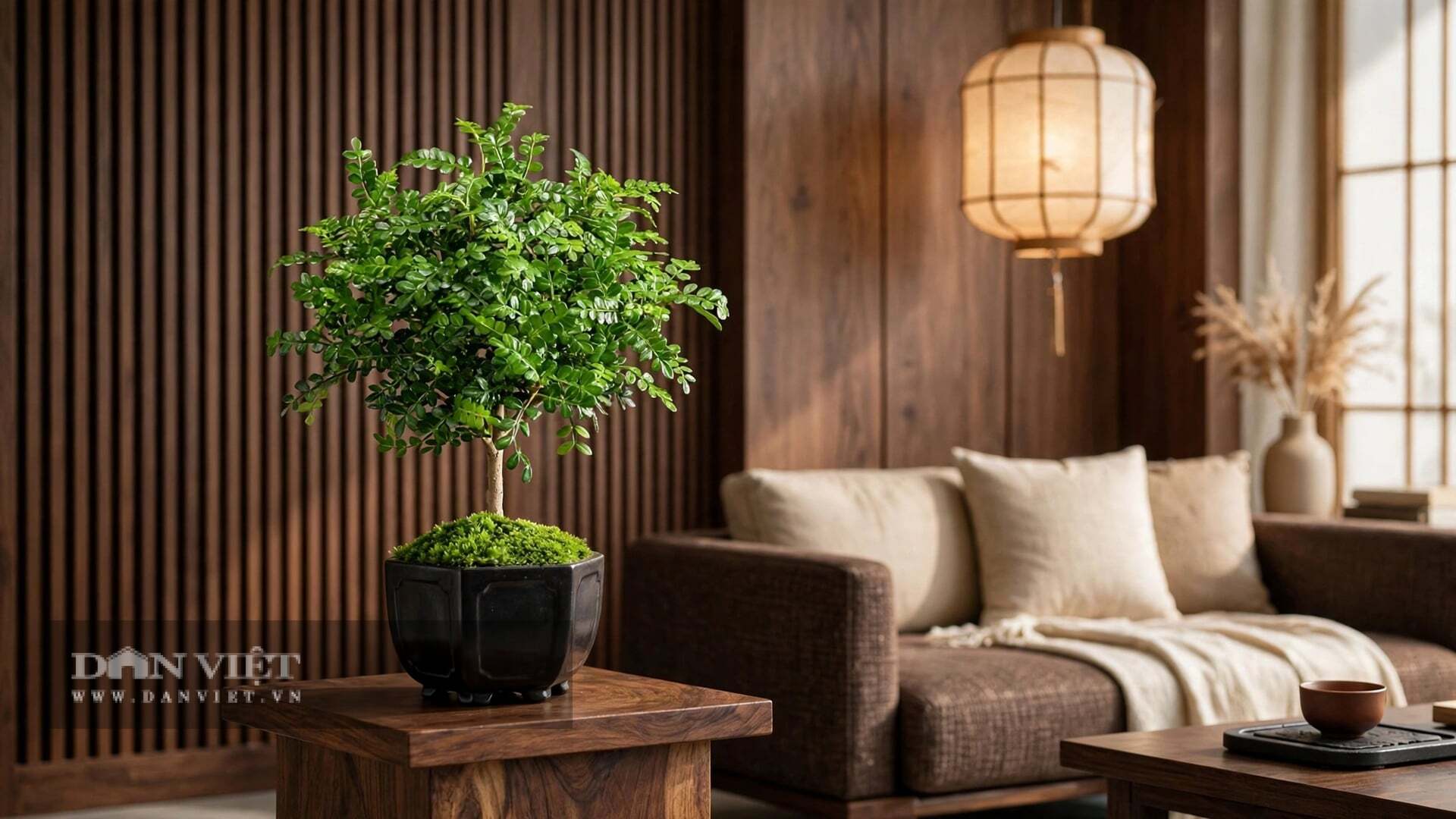 Thanh hương mộc là cây cảnh trấn trạch, trừ tà.