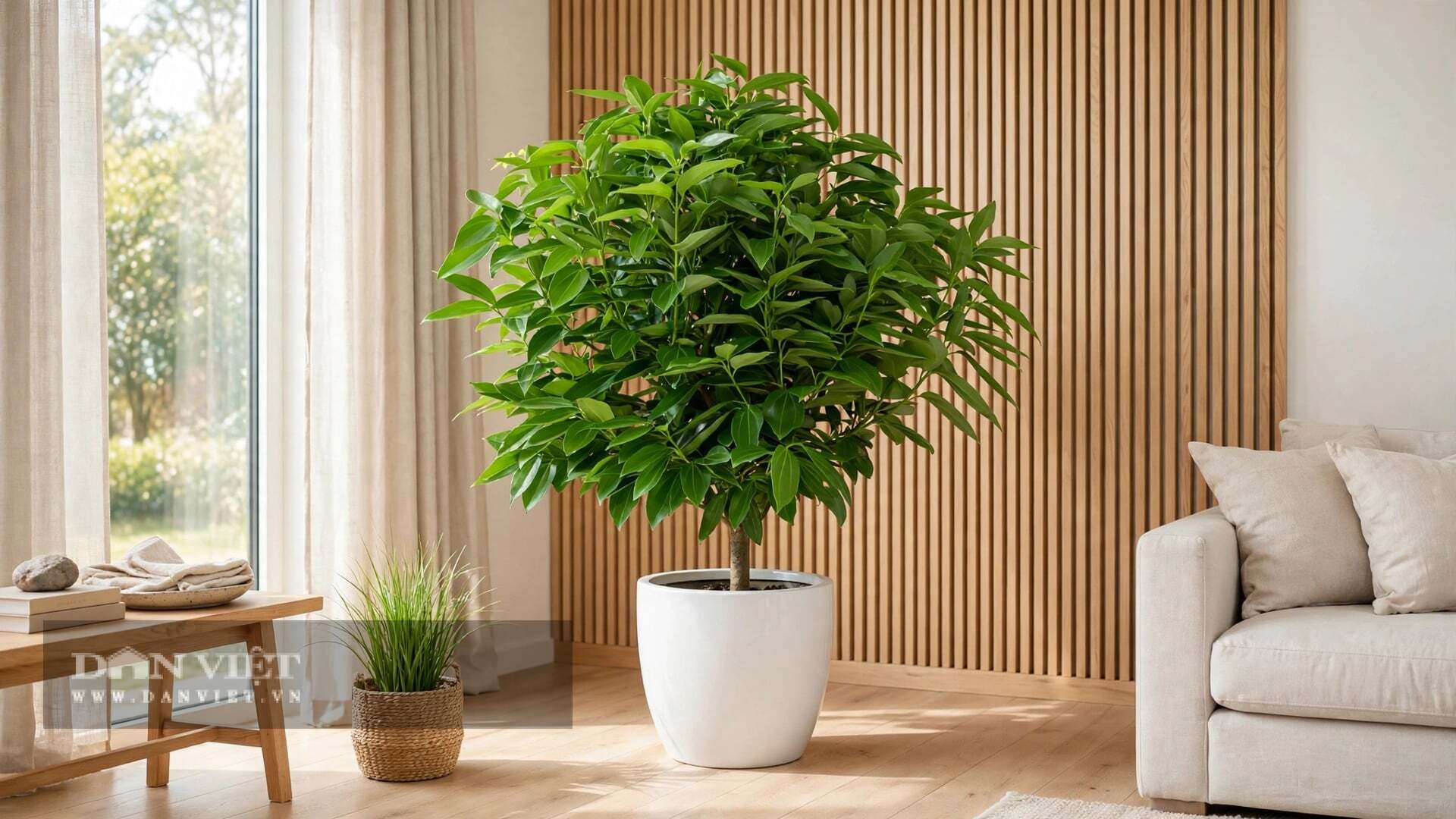 Cây cảnh bình an cũng rất bao dung.