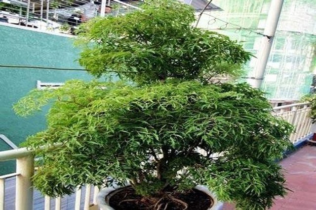 Đinh lăng là loại cây thân gỗ nhỏ, dễ trồng, ít sâu bệnh và thích nghi tốt với điều kiện khí hậu Việt Nam. Cây có tán lá xanh quanh năm, tạo cảm giác mát mẻ, dễ chịu và góp phần làm đẹp cảnh quan nhà ở.