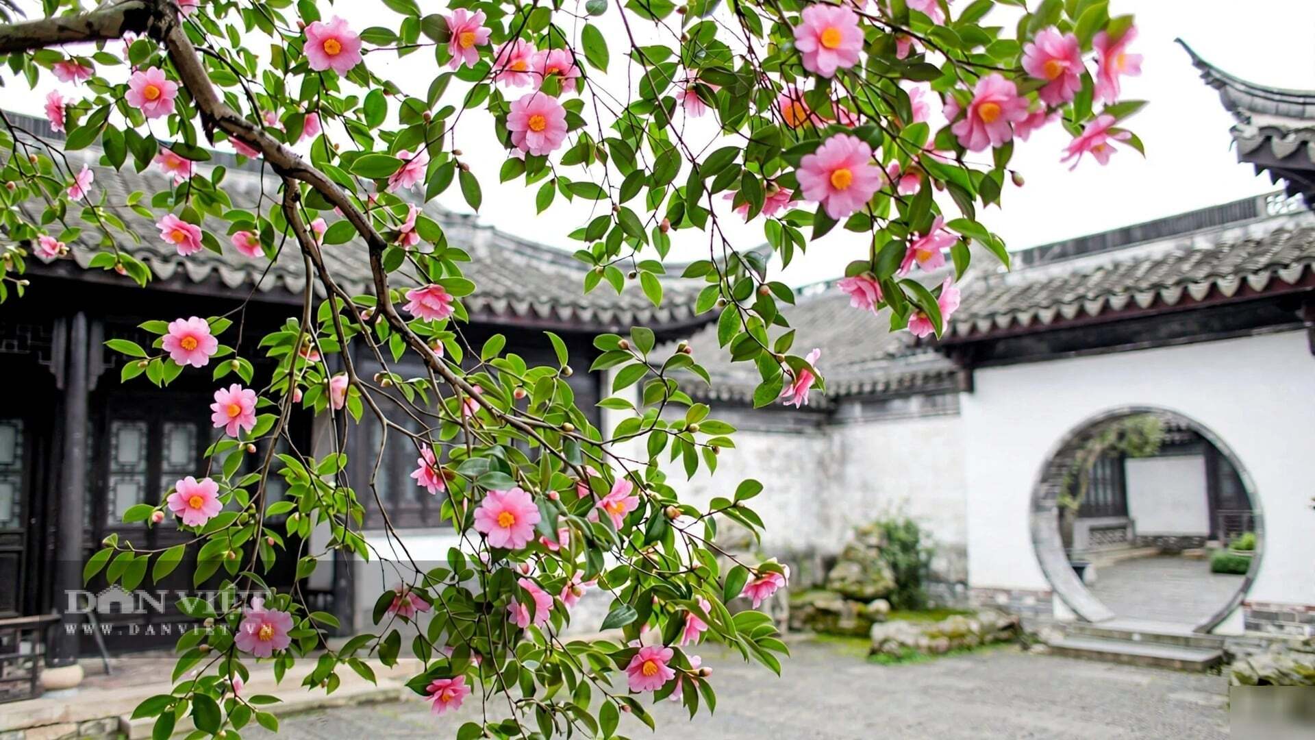 Hoa trà lại đẹp một cách trầm tĩnh