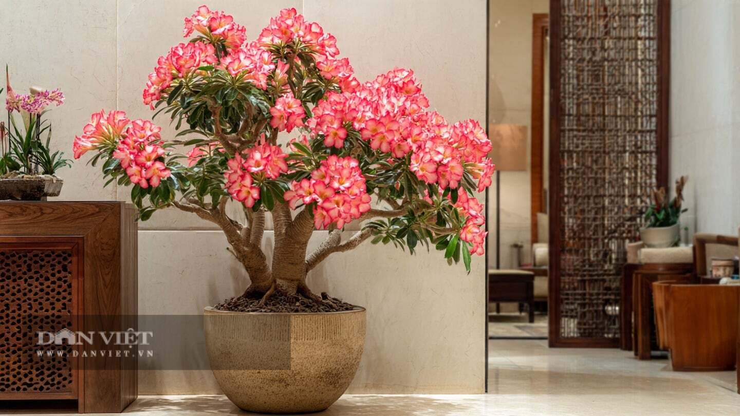 Cây cảnh sứ Thái hợp nhất với những gia đình làm kinh doanh, buôn bán