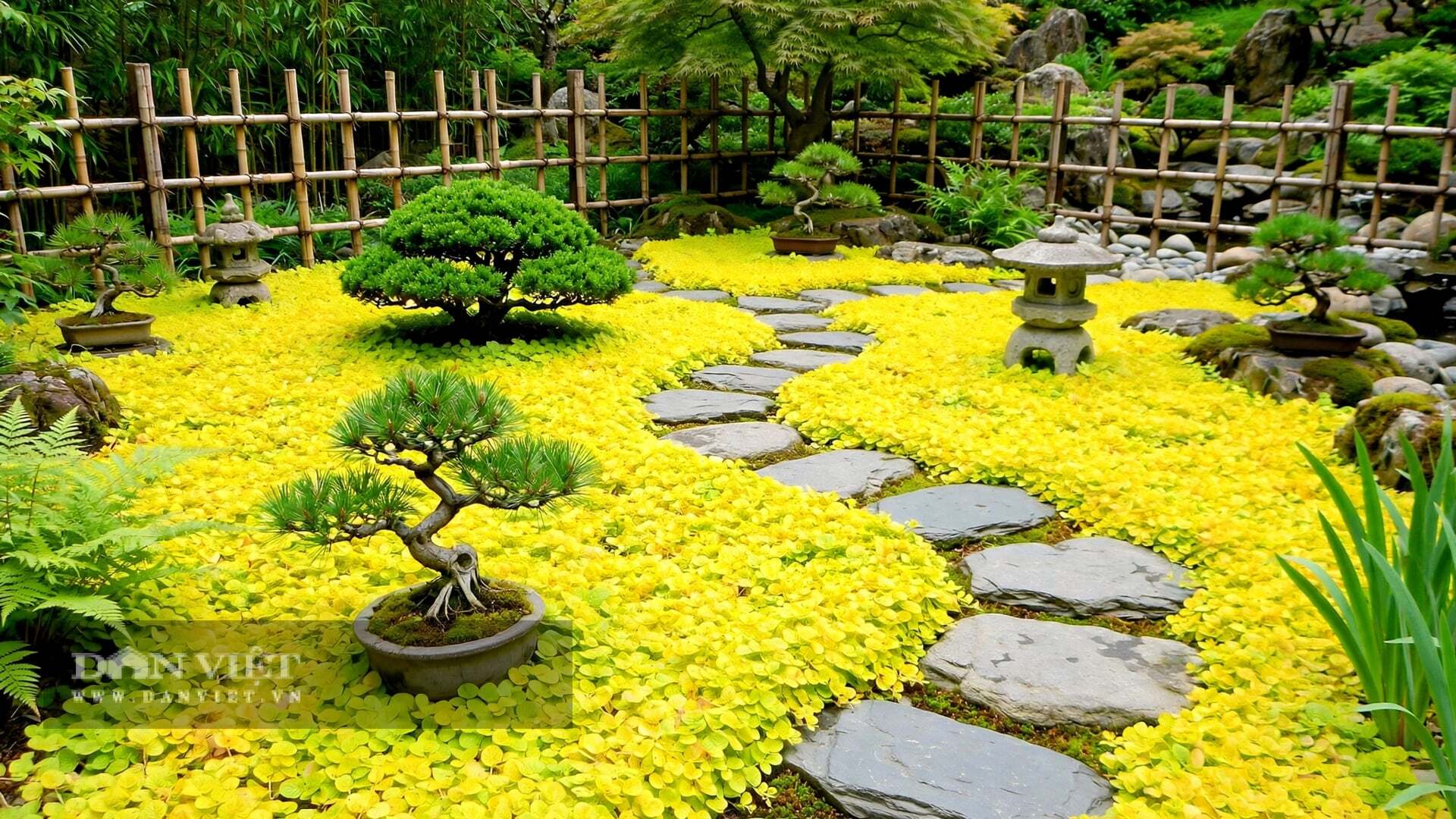 Thân cây cảnh mềm mại, mảnh như sợi tơ