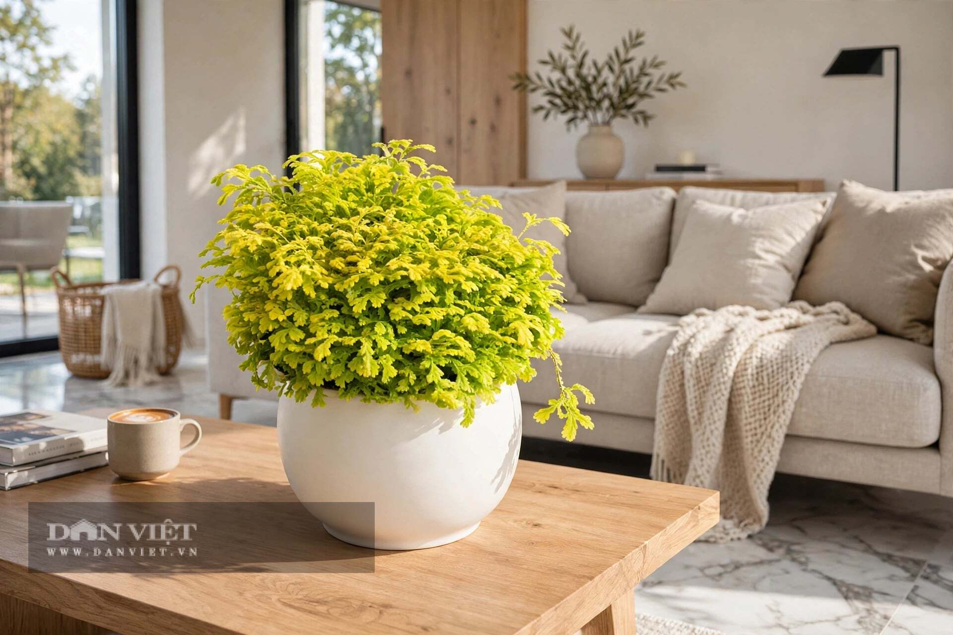 Cây cảnh không phải là sự giàu có đột ngột