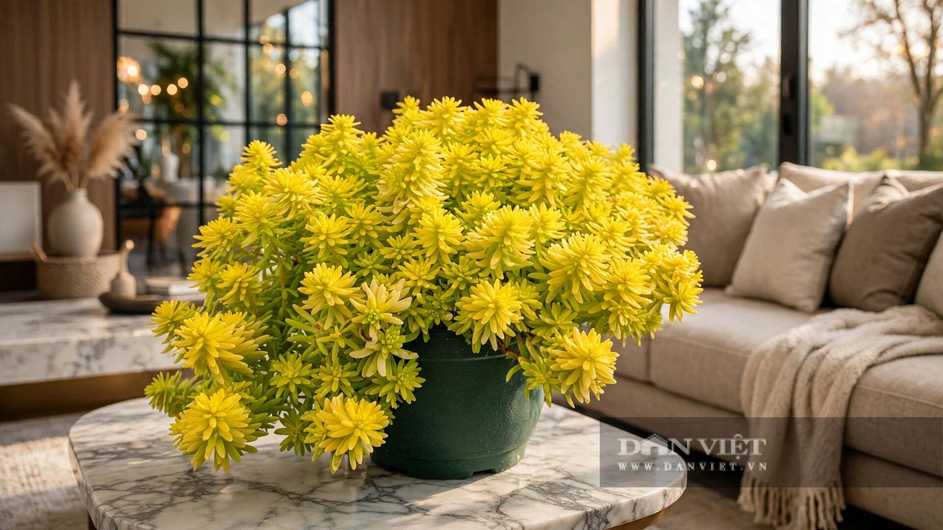 Cây cảnh sen đá sedum vàng sống thành quần thể