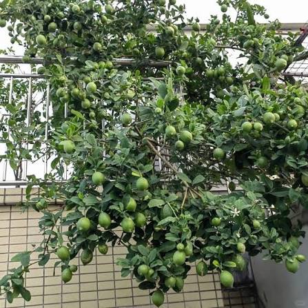 Không chỉ là loại cây ăn quả quen thuộc, cây chanh trong phong thủy còn đại diện cho sự tài lộc, vượng khí và may mắn.