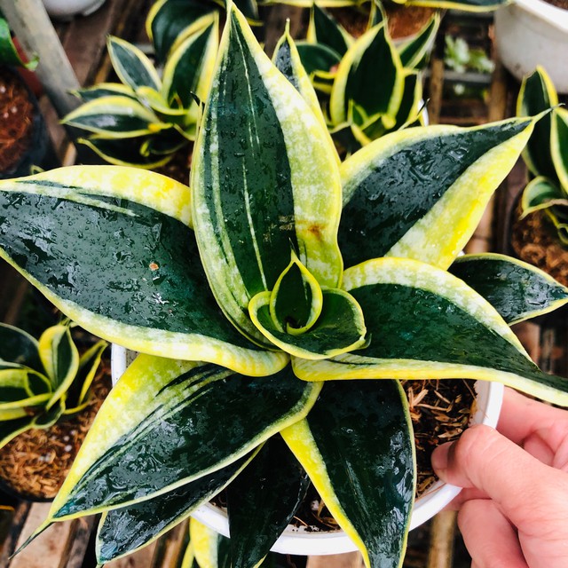 Theo quan niệm người xưa, việc chăm sóc cây lưỡi hổ trồng trong nhà đến khi cây ra được hoa thì sẽ có một năm may mắn, không chỉ trong cuộc sống mà còn về mặt tài chính và sự nghiệp.
