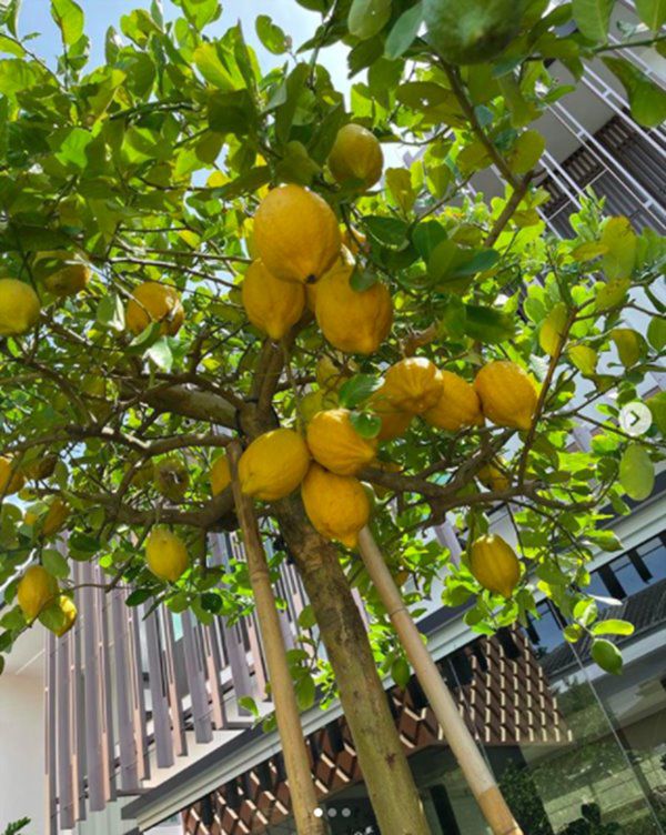 Mẹ 2 con được chồng cũ chu cấp 10 tỷ/tháng, trồng hoa trái, nuôi gà chẳng khác gì ở quê - 4