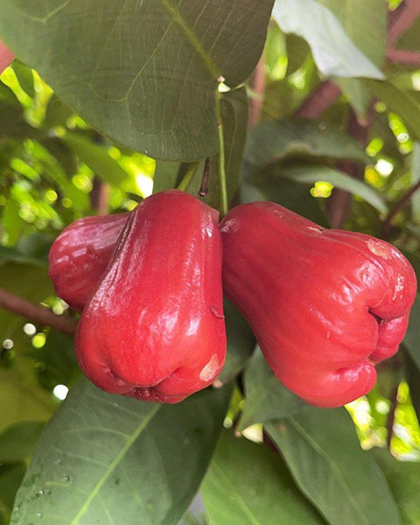 Mẹ 2 con được chồng cũ chu cấp 10 tỷ/tháng, trồng hoa trái, nuôi gà chẳng khác gì ở quê - 6