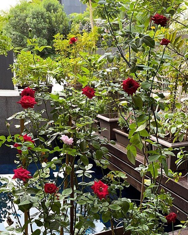 Mẹ 2 con được chồng cũ chu cấp 10 tỷ/tháng, trồng hoa trái, nuôi gà chẳng khác gì ở quê - 8