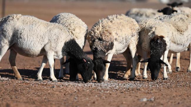 Sheep being fed during drought conditions