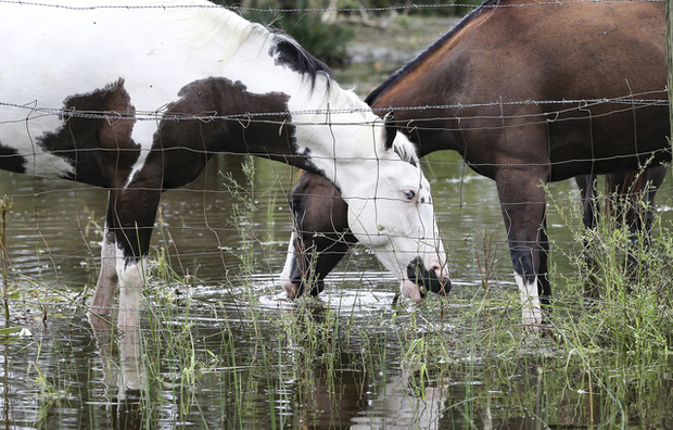 Mỹ: Bão Nicholas tấn công vùng duyên hải vịnh Mexico, mưa như trút nước gây ngập lụt, mất điện - Ảnh 11. Mỹ: Bão Nicholas tấn công vùng duyên hải vịnh Mexico, mưa như trút nước gây ngập lụt, mất điện - Ảnh 11.