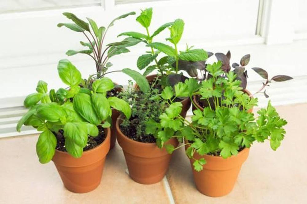 6 loại cây trồng trong bếp khử mùi cực sạch, hút tài lộc vào nhà-3
