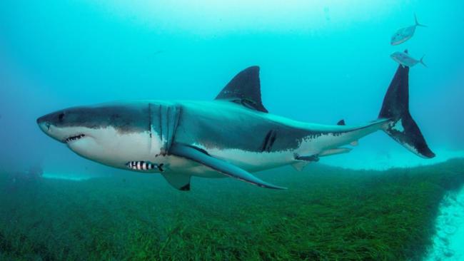 An overview of Australia's sharks and rays has found 39 species with an elevated risk of extinction.