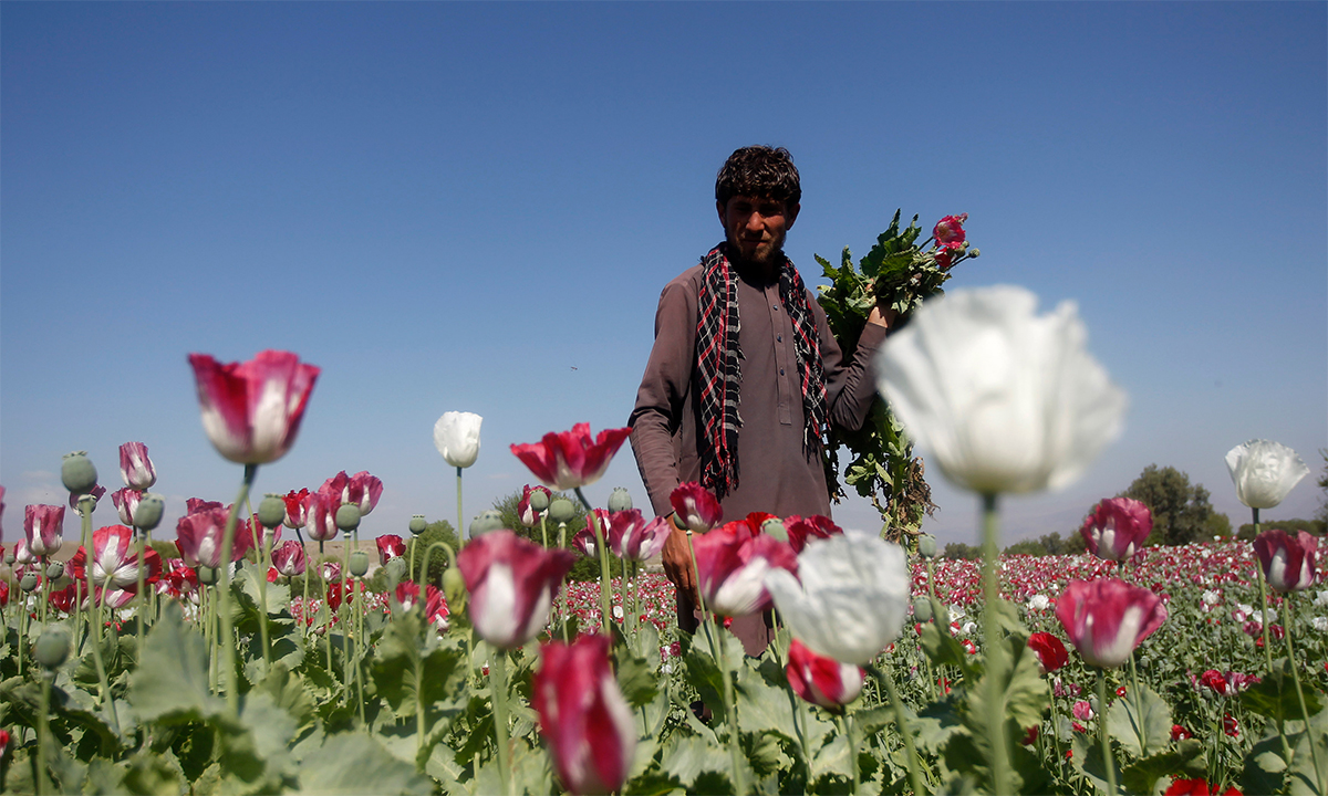 Một người đàn ông  Afghanistan trên cánh đồng hoa anh túc ở tỉnh Jalalabad tháng 4/2014. Ảnh: Reuters.