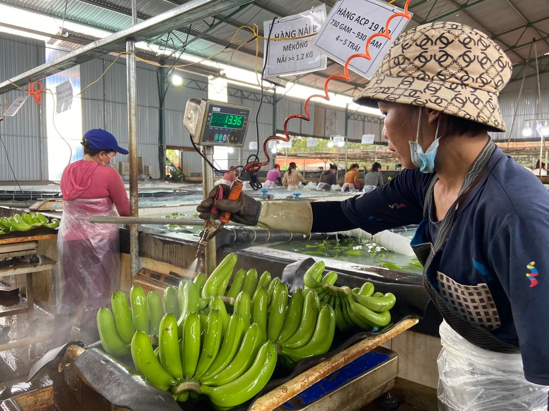 Ben trong trang trai trong chuoi hang nghin ha cua Bau Duc-Hinh-11