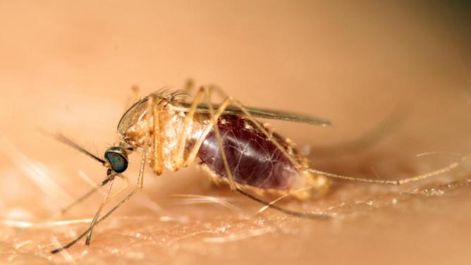 The Japanese encephalitis virus is transmitted through bites from infected Culex mosquitoes. (AP PHOTO)