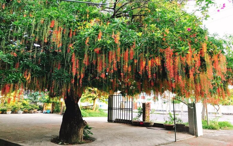 Tại sao trồng cây lộc vừng mang tới tài lộc nhưng bị nhiều người đưa vào “danh sách đen”? Đây là 4 lý do - 1