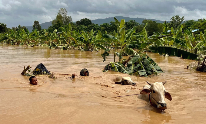 Dân làng Sin Thay dắt bò lội nước lũ hôm 13/9. Ảnh: AFP