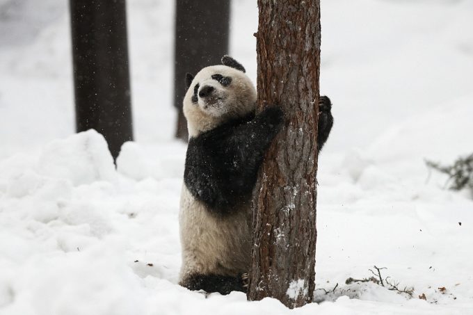 Gấu trúc Lumi chơi với tuyết trong vườn thú Ahtari Zoo ở Phần Lan năm 2018. Ảnh: AFP