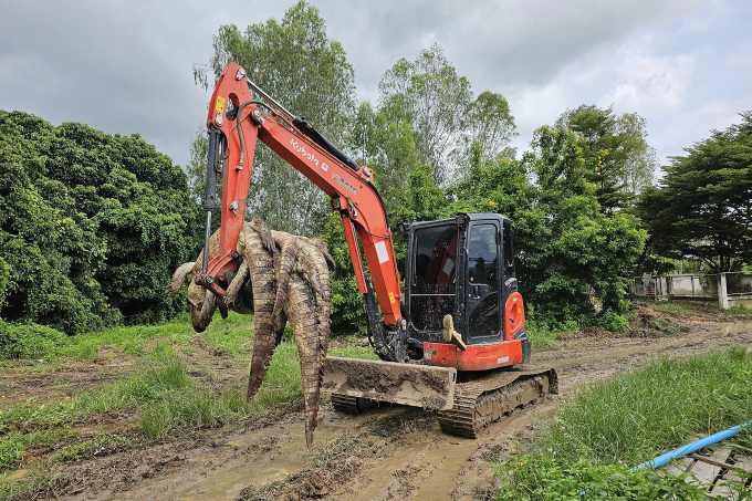 Máy đào di chuyển xác cá sấu tại trang trại của ông Natthapak Khumkad ở tỉnh Lamphun, miền bắc Thái Lan trong hình ảnh được đăng ngày 22/9. Ảnh: AFP