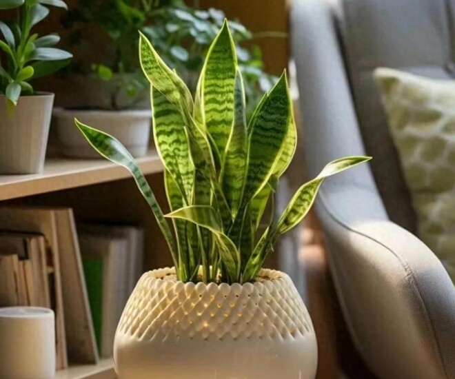 Mùa thu chăm cây lưỡi hổ theo quy tắc “4 siêng”, chồi non xé đất mọc lên, hoa nở rộ đưa lộc vào nhà - 1