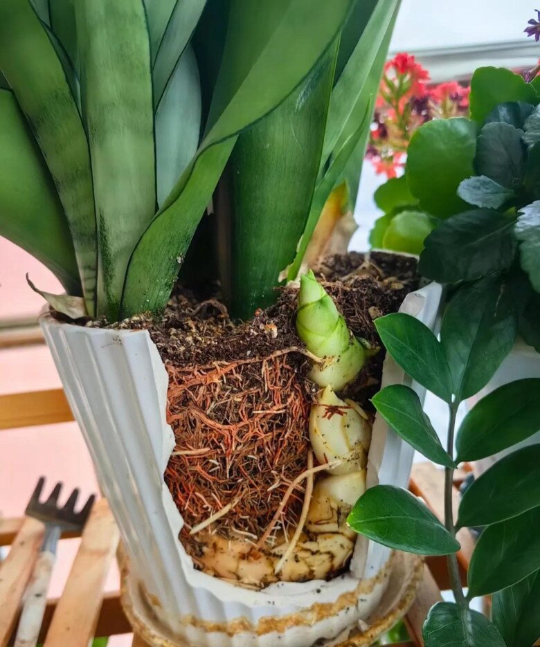 Mùa thu chăm cây lưỡi hổ theo quy tắc “4 siêng”, chồi non xé đất mọc lên, hoa nở rộ đưa lộc vào nhà - 2