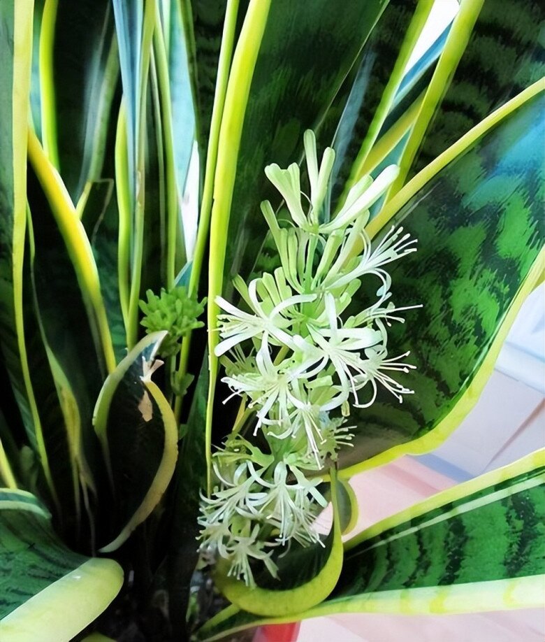 Mùa thu chăm cây lưỡi hổ theo quy tắc “4 siêng”, chồi non xé đất mọc lên, hoa nở rộ đưa lộc vào nhà - 3