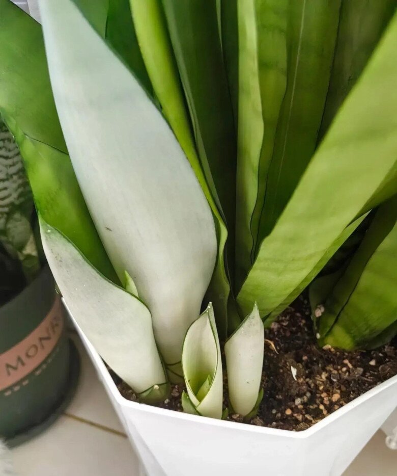 Mùa thu chăm cây lưỡi hổ theo quy tắc “4 siêng”, chồi non xé đất mọc lên, hoa nở rộ đưa lộc vào nhà - 4