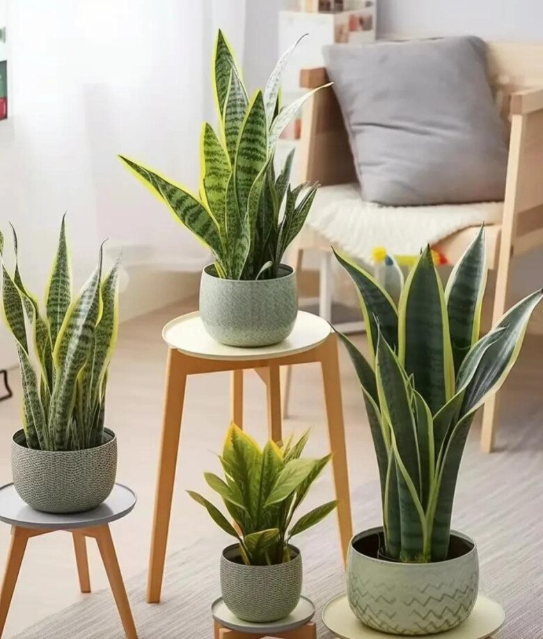 Mùa thu chăm cây lưỡi hổ theo quy tắc “4 siêng”, chồi non xé đất mọc lên, hoa nở rộ đưa lộc vào nhà - 5