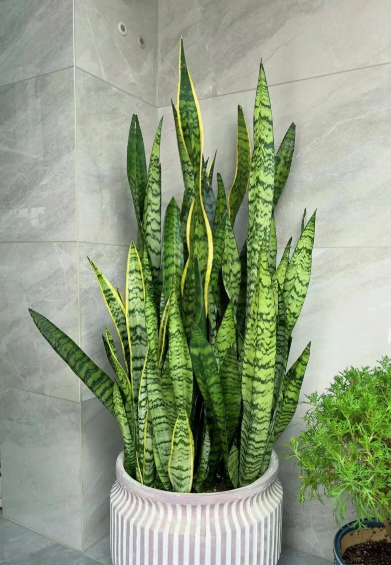 Mùa thu chăm cây lưỡi hổ theo quy tắc “4 siêng”, chồi non xé đất mọc lên, hoa nở rộ đưa lộc vào nhà - 6