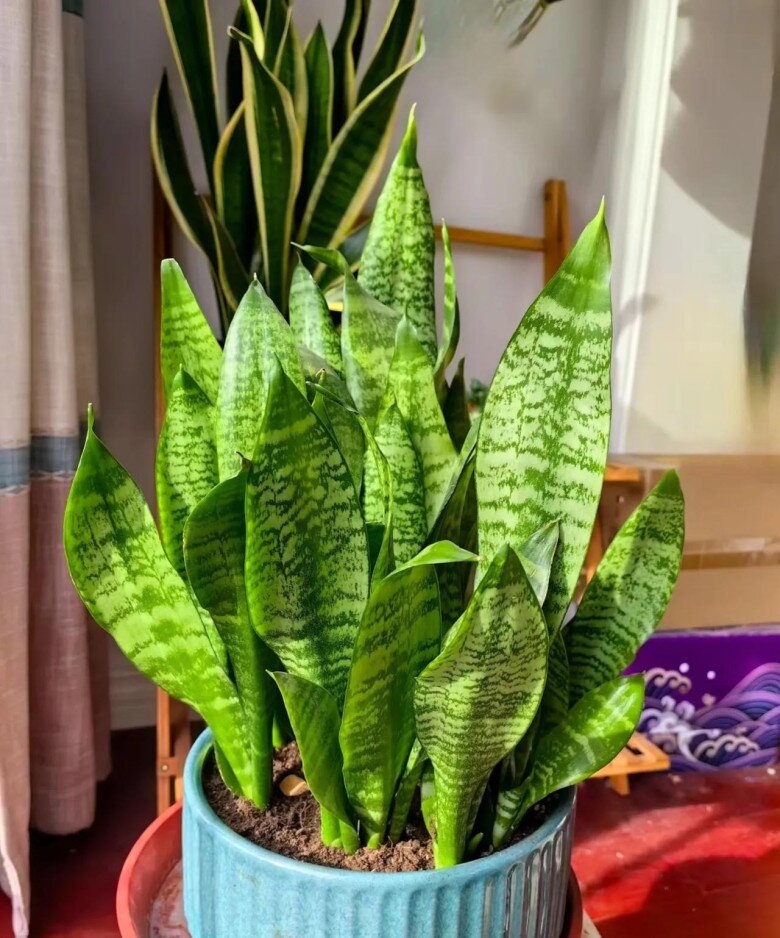 Mùa thu chăm cây lưỡi hổ theo quy tắc “4 siêng”, chồi non xé đất mọc lên, hoa nở rộ đưa lộc vào nhà - 7