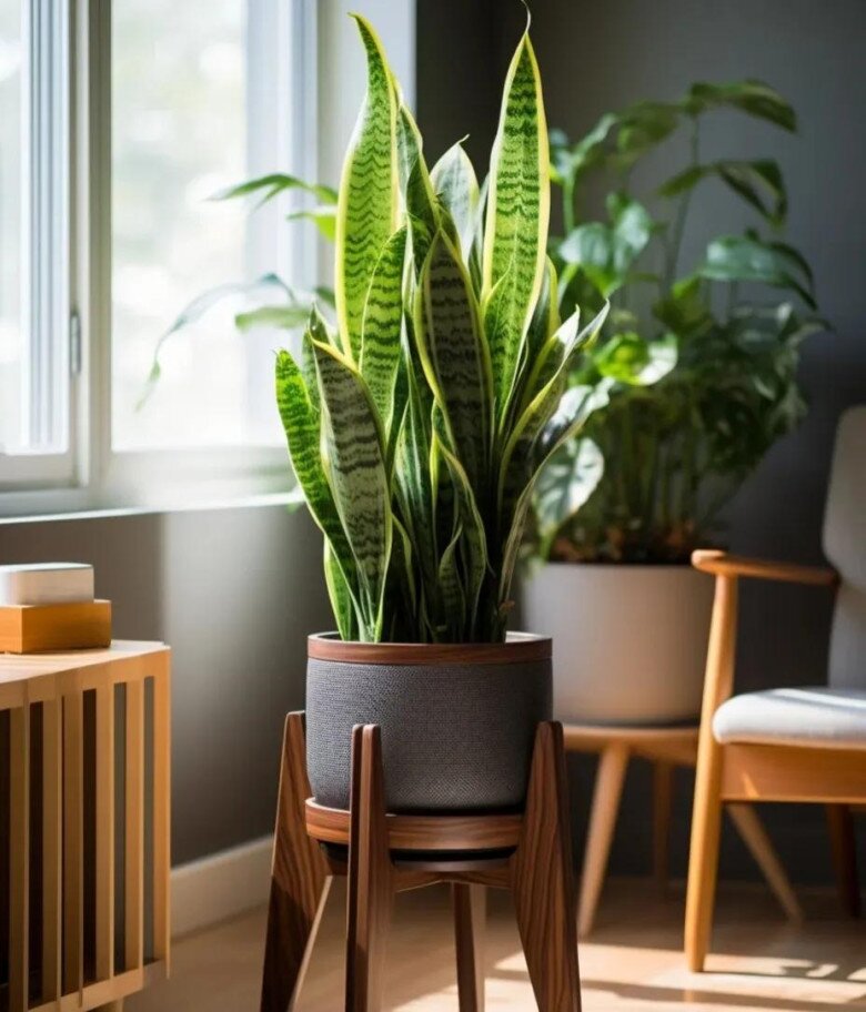 Mùa thu chăm cây lưỡi hổ theo quy tắc “4 siêng”, chồi non xé đất mọc lên, hoa nở rộ đưa lộc vào nhà - 8