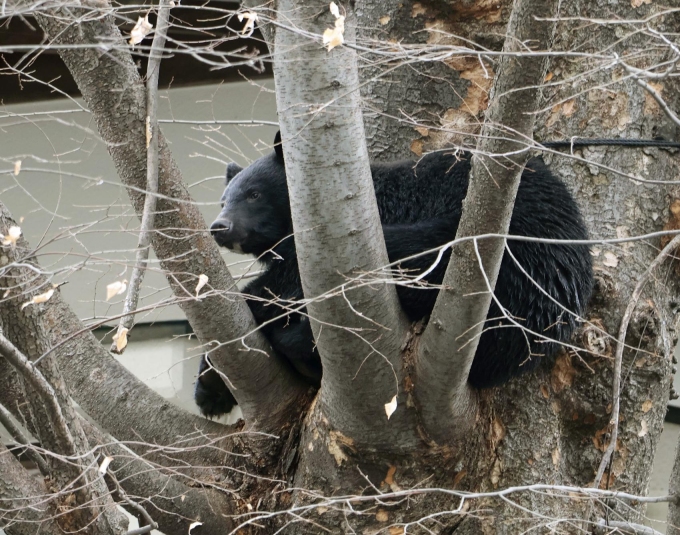 Một con gấu trong khuôn viên ngôi đền ở Morioka, tỉnh Iwate, Nhật Bản hồi tháng 4. Ảnh: Kyodo News