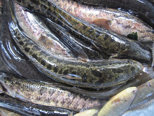 Cá quả là loại cá nước ngọt giàu dinh dưỡng, cung cấp protein, vitamin và khoáng chất thiết yếu cho cơ thể, đặc biệt là acid béo không bão hòa...