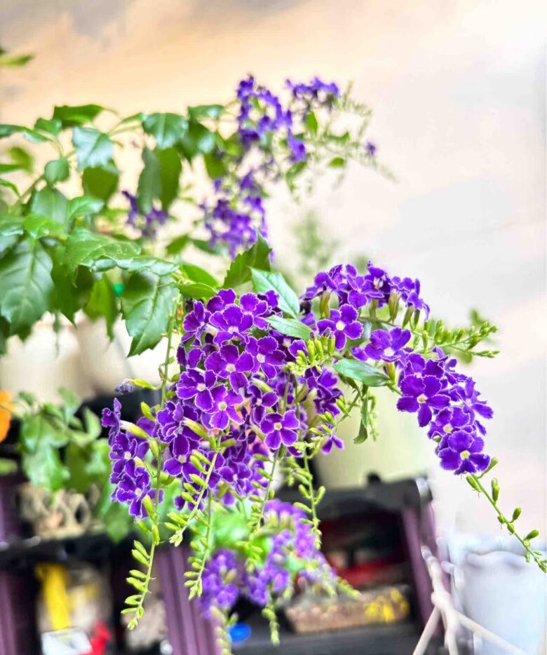 “Vua hương thơm” nở hoa rực rỡ 300 ngày mỗi năm, dễ chăm hơn hoa giấy, trồng là rước tài lộc - 2