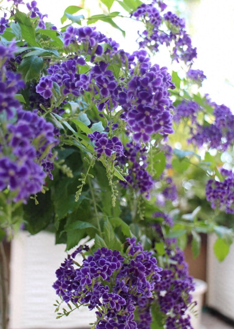 “Vua hương thơm” nở hoa rực rỡ 300 ngày mỗi năm, dễ chăm hơn hoa giấy, trồng là rước tài lộc - 3