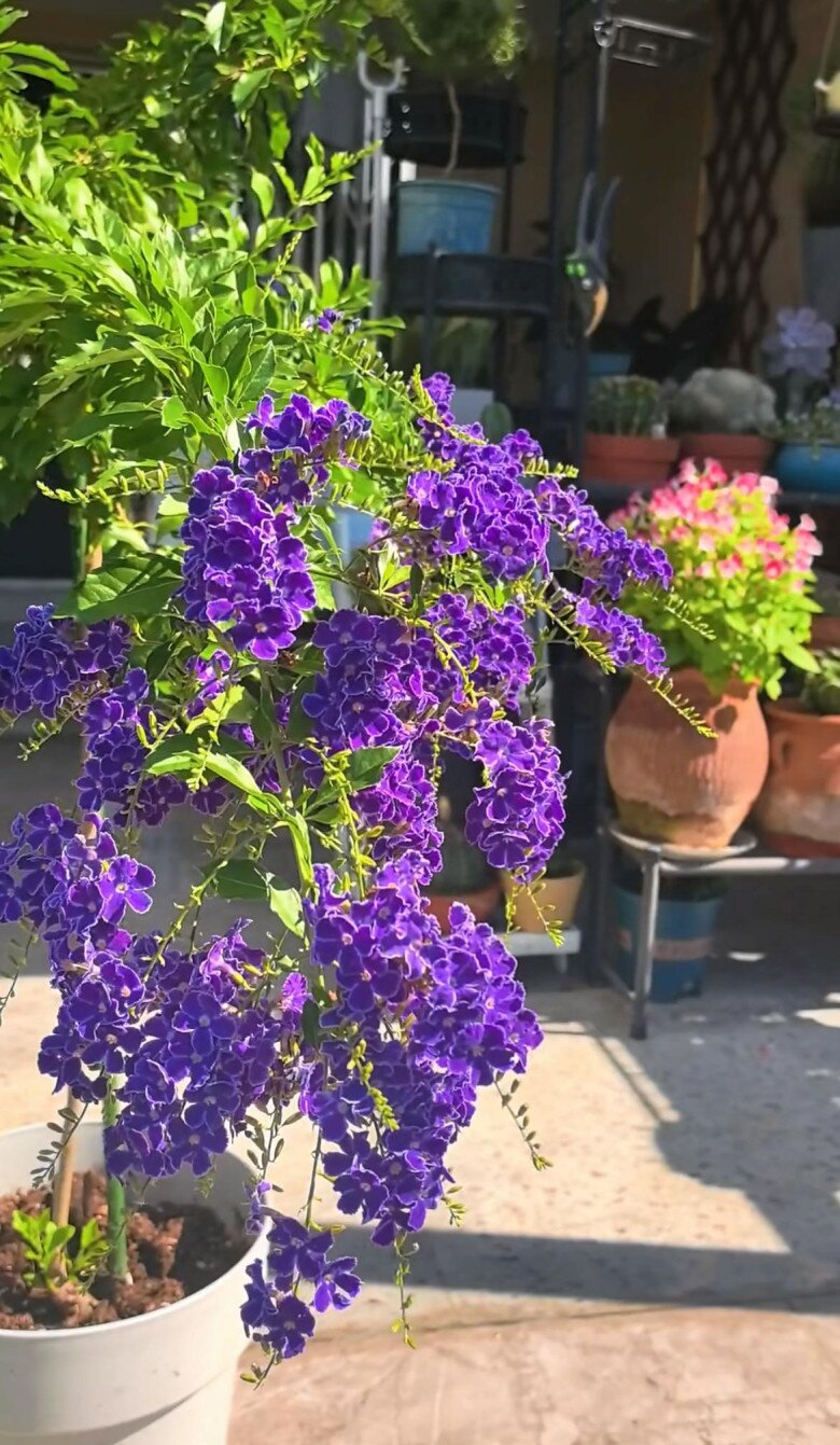 Xem thêm: Vẻ đẹp của cây chuỗi ngọc