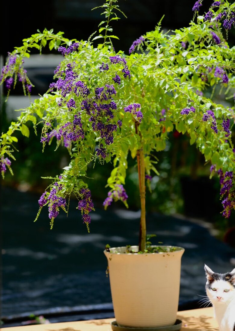 “Vua hương thơm” nở hoa rực rỡ 300 ngày mỗi năm, dễ chăm hơn hoa giấy, trồng là rước tài lộc - 5