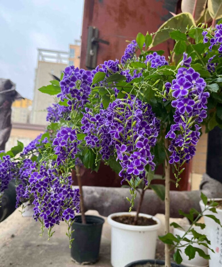 “Vua hương thơm” nở hoa rực rỡ 300 ngày mỗi năm, dễ chăm hơn hoa giấy, trồng là rước tài lộc - 6