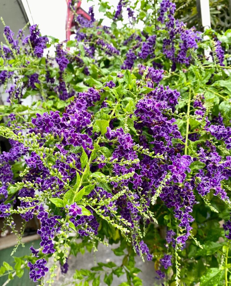 “Vua hương thơm” nở hoa rực rỡ 300 ngày mỗi năm, dễ chăm hơn hoa giấy, trồng là rước tài lộc - 7