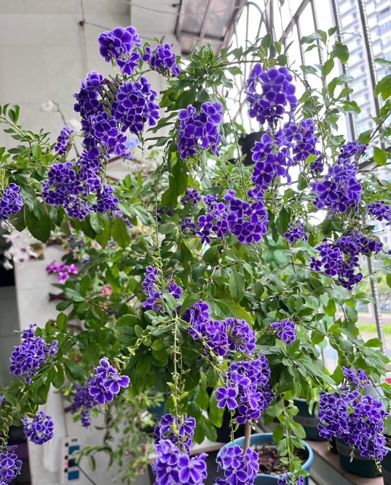 “Vua hương thơm” nở hoa rực rỡ 300 ngày mỗi năm, dễ chăm hơn hoa giấy, trồng là rước tài lộc - 8