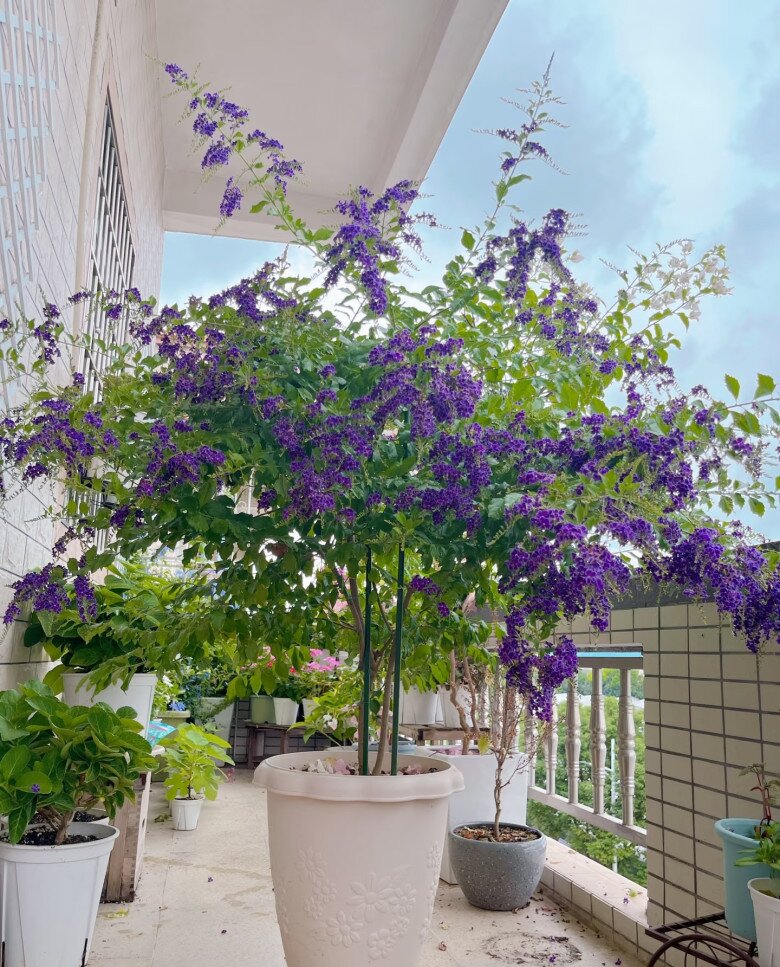 “Vua hương thơm” nở hoa rực rỡ 300 ngày mỗi năm, dễ chăm hơn hoa giấy, trồng là rước tài lộc - 9