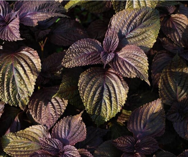 Loại rau mệnh danh là “vua thải độc gan”, quét mỡ máu cực đỉnh, trồng ở ban công còn chiêu tài hút lộc - 1