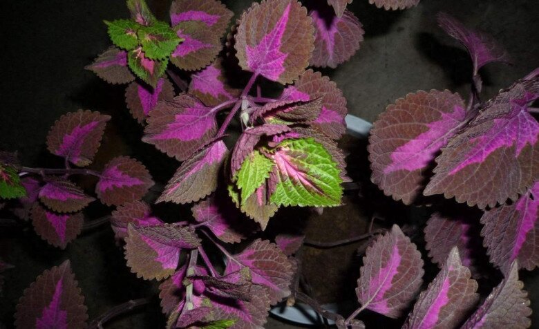 Loại rau mệnh danh là “vua thải độc gan”, quét mỡ máu cực đỉnh, trồng ở ban công còn chiêu tài hút lộc - 2